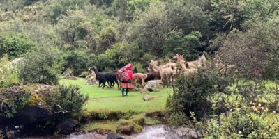 This is how the Andean women graze the llamas in Lares that is possible to see in the lares walk 3 days