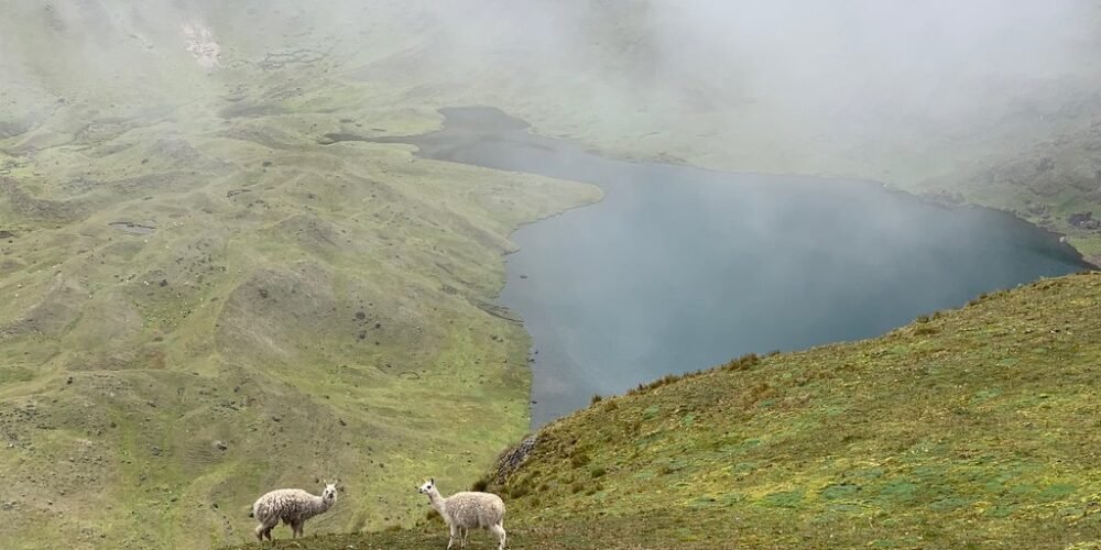 Enjoying a view of the lake and the beautiful llamas in the lares trek 3 days
