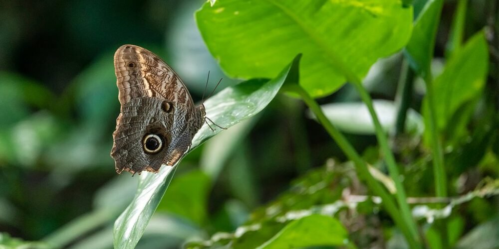 Beautiful butterfly in Tambopata Tour