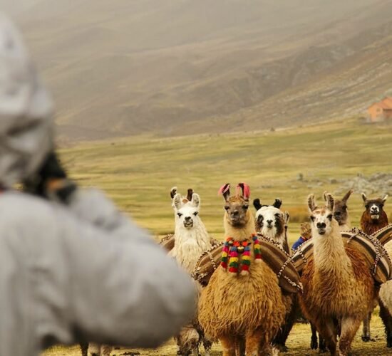 Enjoy landscapes and alpacas walking freely on the anusangate trail 4 days