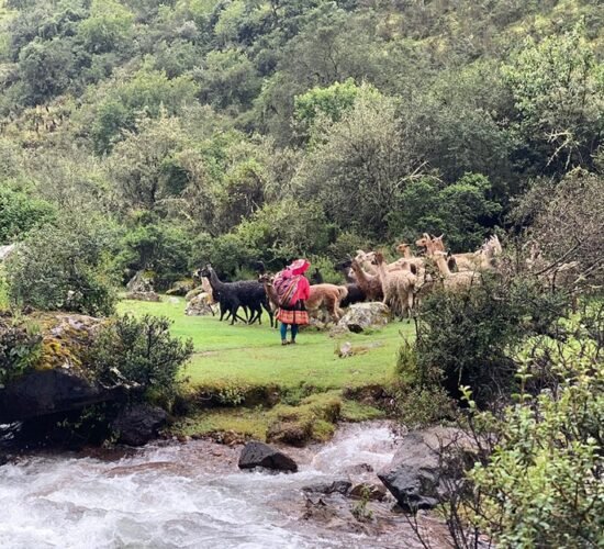 on the lares trail 3 days we will also see Andean women grazing their alpacas
