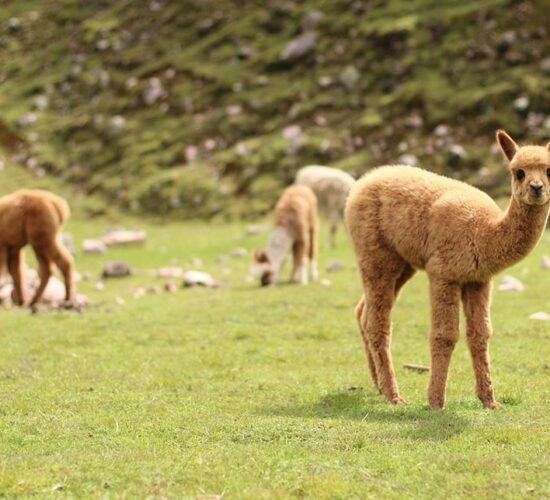 on the salkantay trail and inca trail we can see alpacas