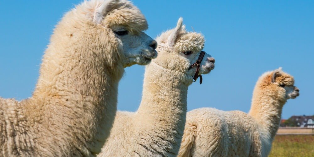 Alpacas en huchuy qosqo trek one day