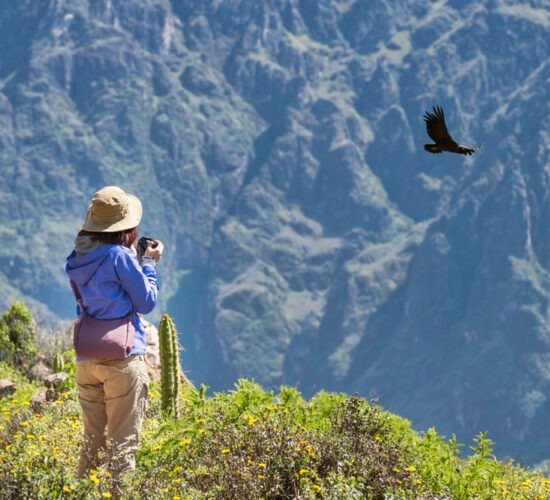 Flight of the condor in the colca canyon 