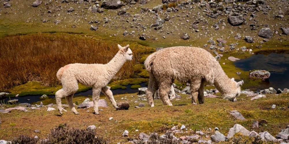 Alpacas