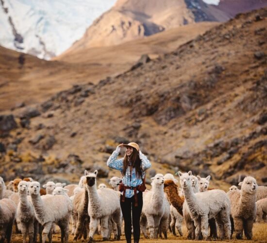 Alpacas in the camp of Pachaspata