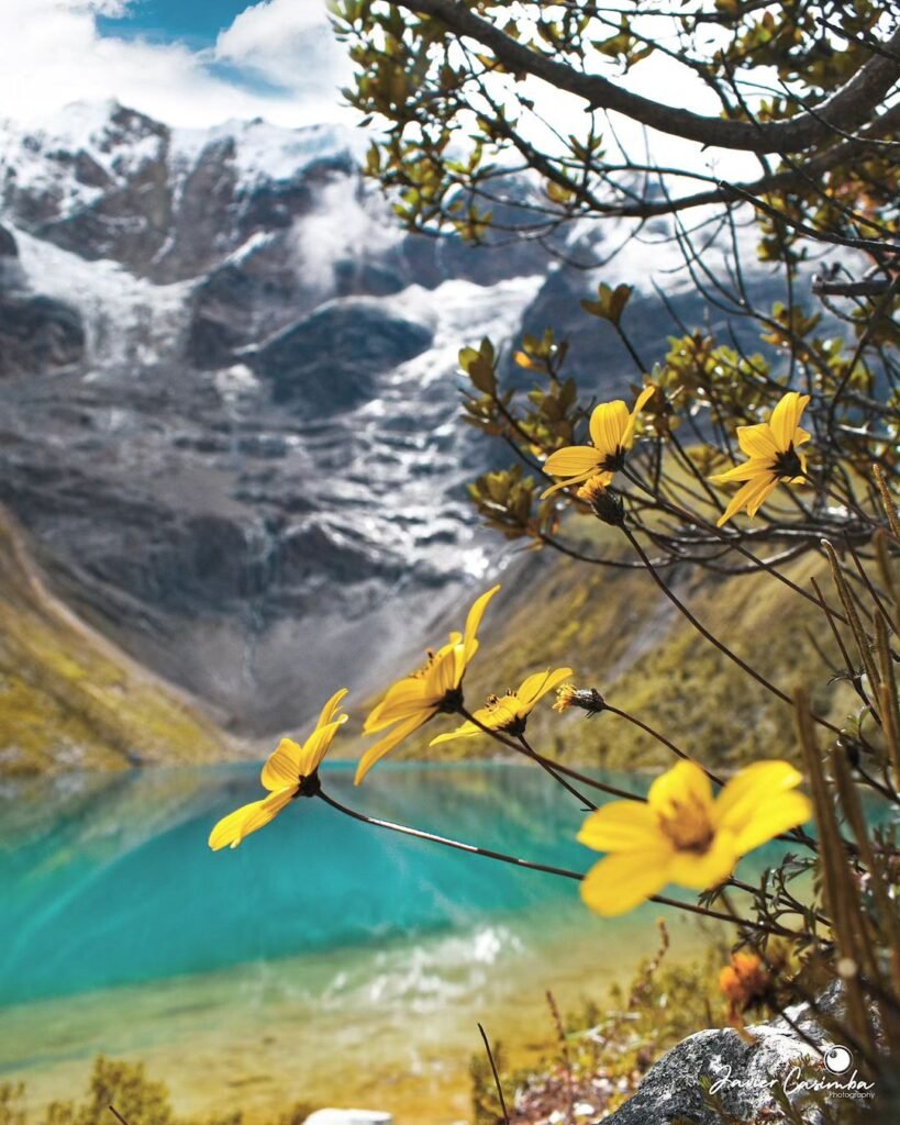 Andean flower