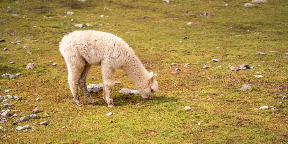 Baby Alpaca