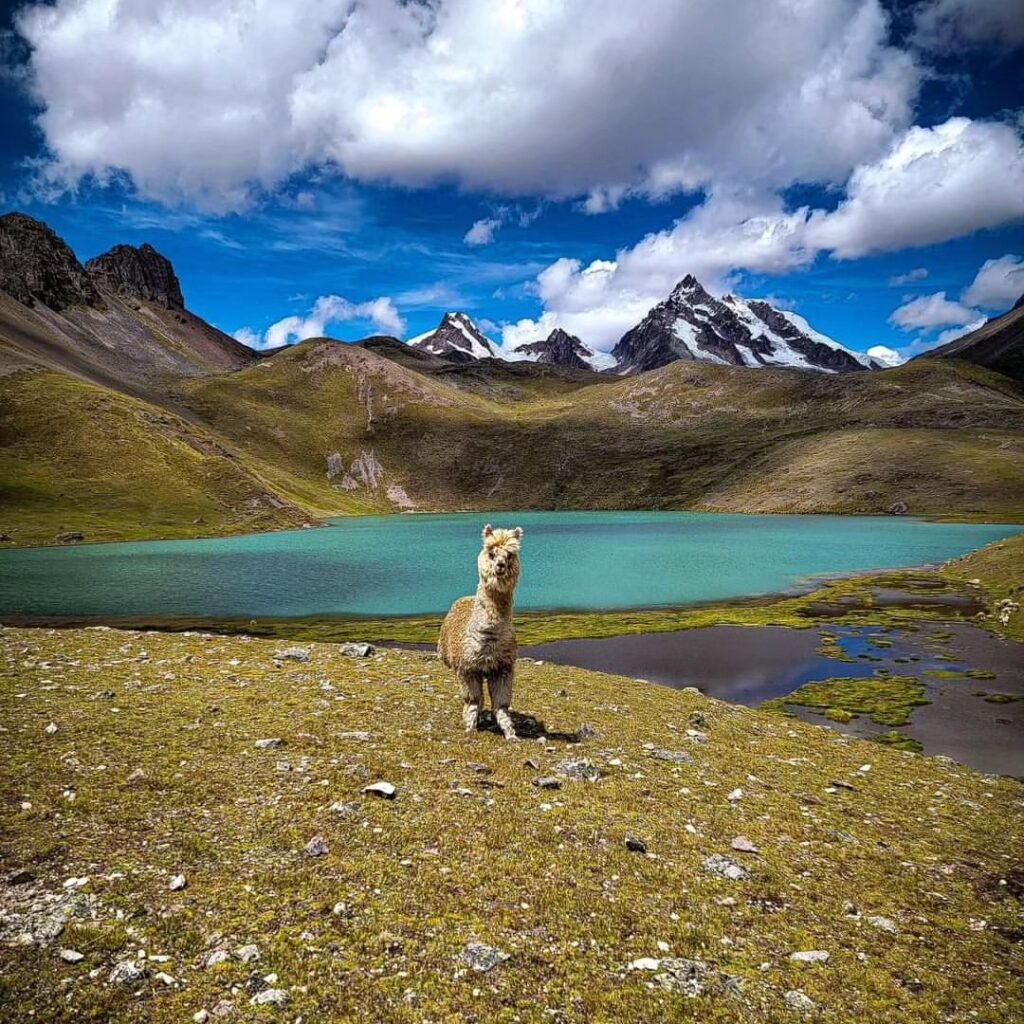 Alpaca on the shores of the lake