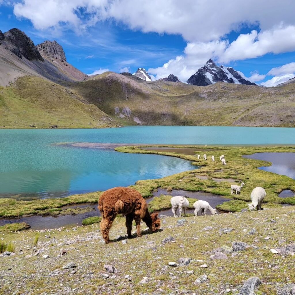 Laguna Q’omercocha