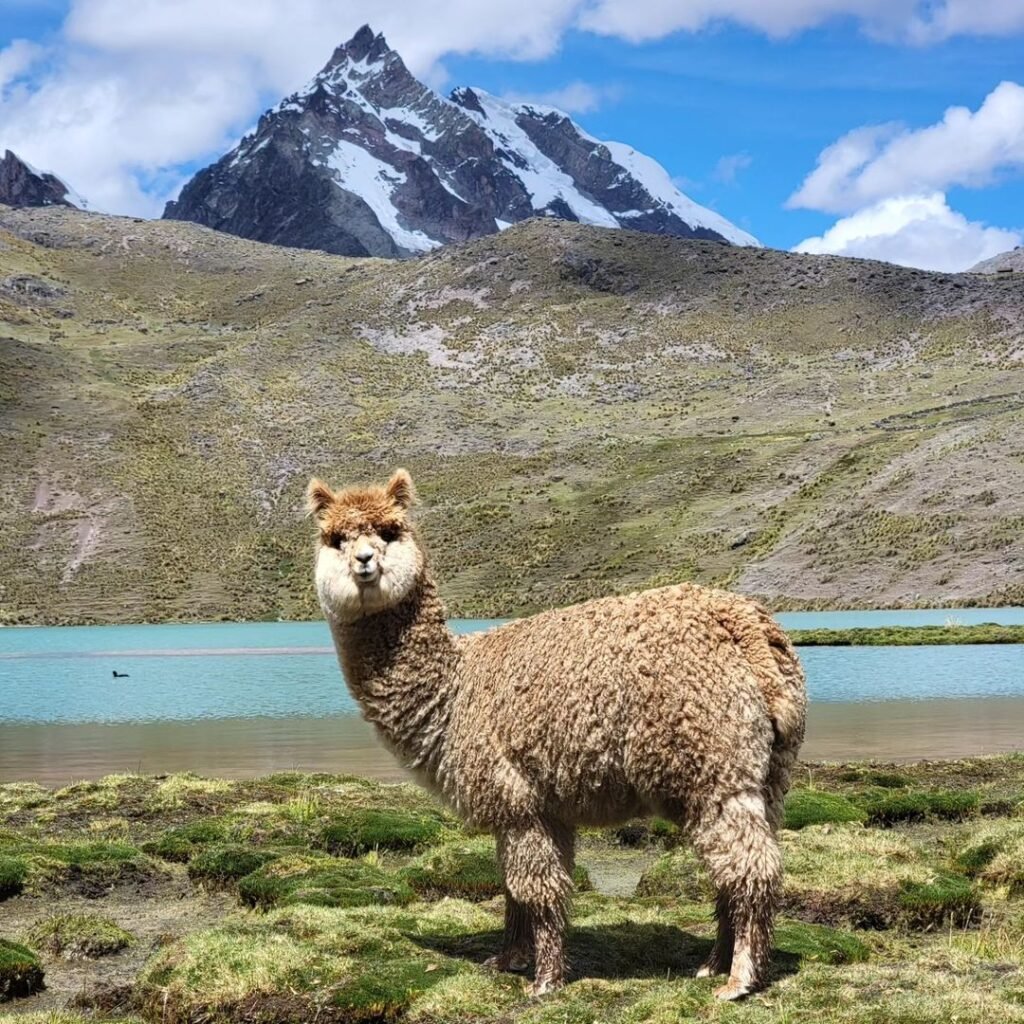 Laguna Q’omercocha