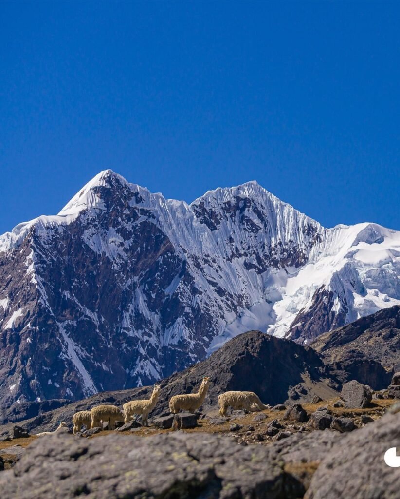 Alpacas and snowy mountains a beautiful sight