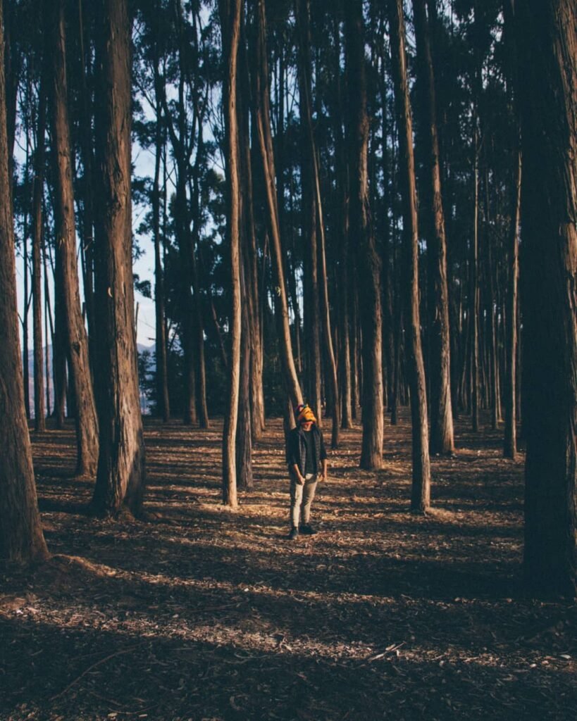 A labyrinth of trees