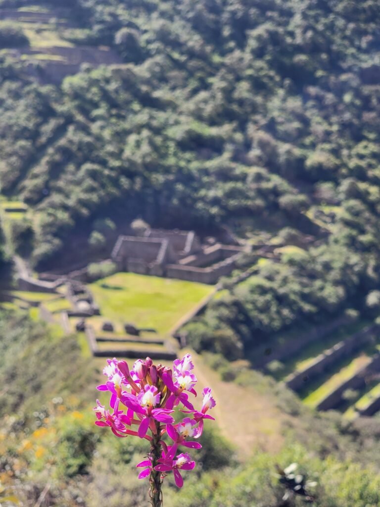 Choquequirao is alive! How fantastic and colorful!