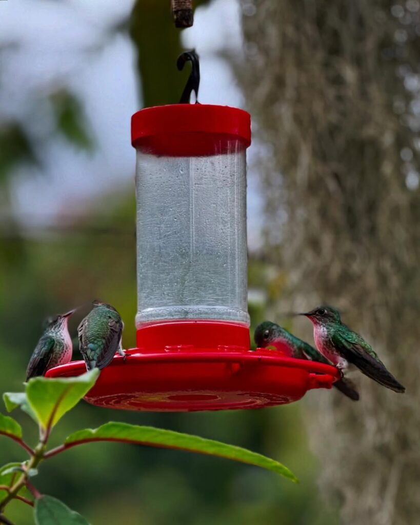 Hummingbirds in Machu Picchu