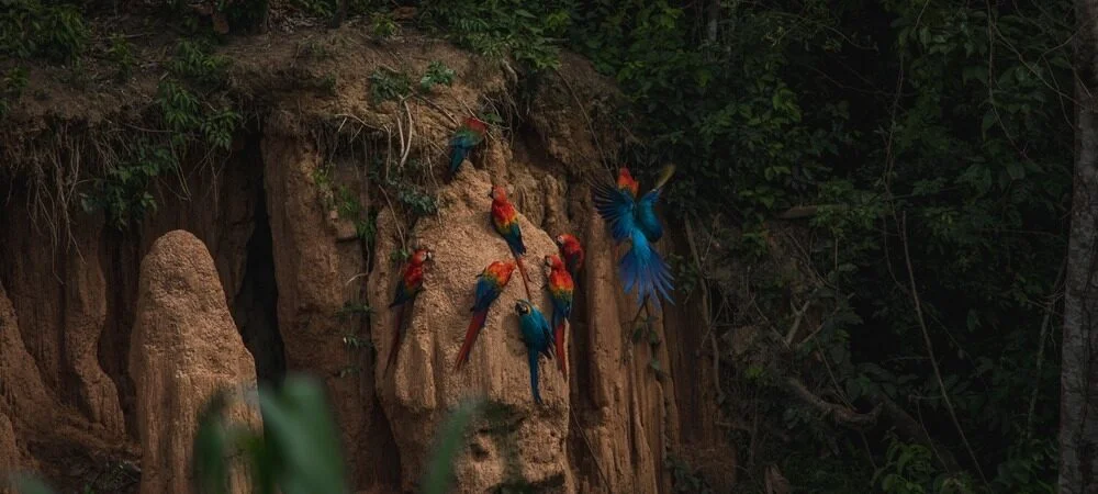 Macaw clay lick reserve area