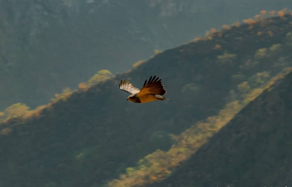 a black eagle (Geranoaetus melanoleucus) during my trip to Choquequirao.