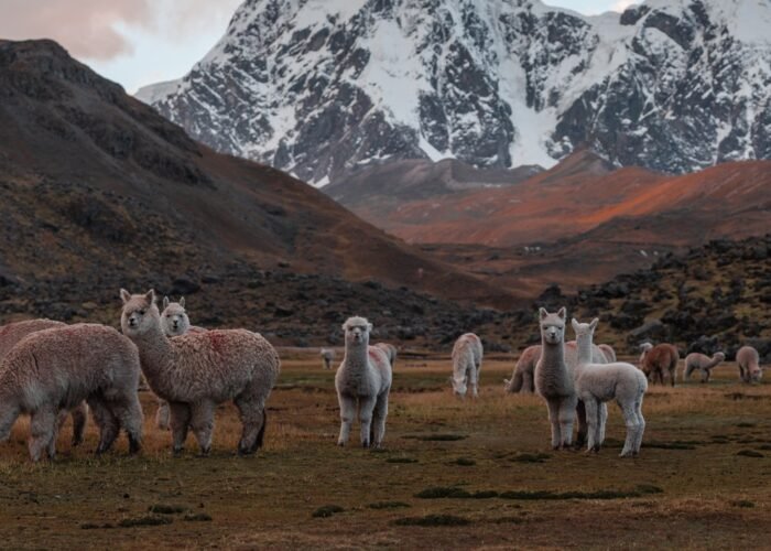 Ausangate Trek Peru