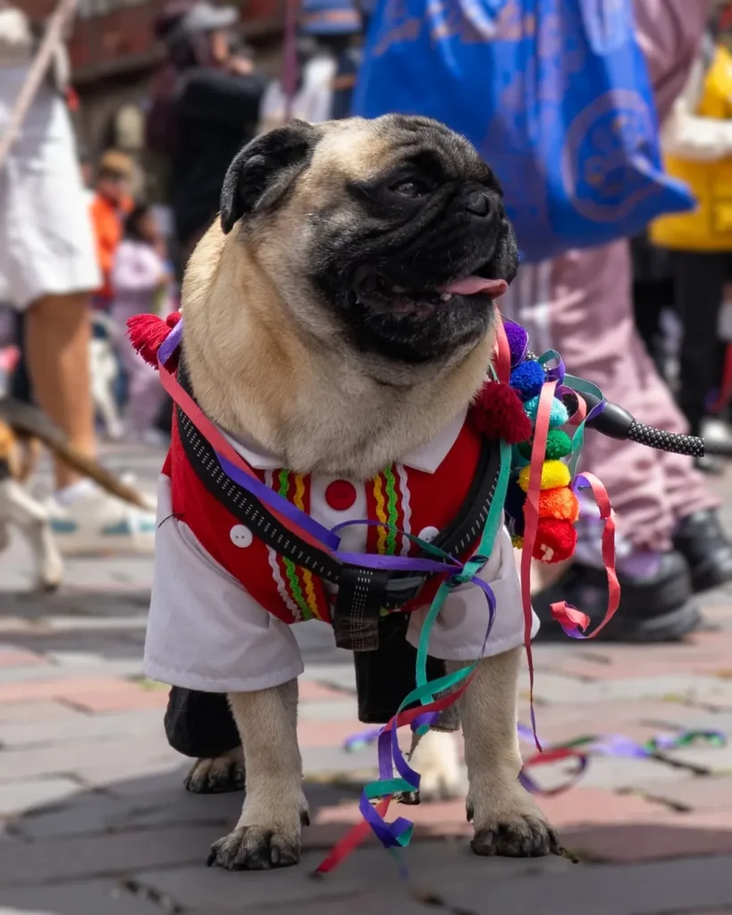 Dog carnival