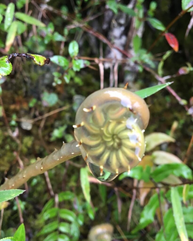 waynapicchu I have a collection of flora photos from this walk